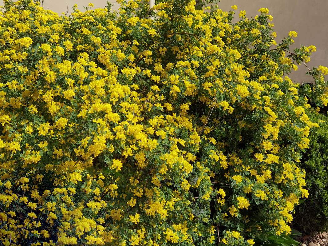 Coronilla valentina ssp glauca